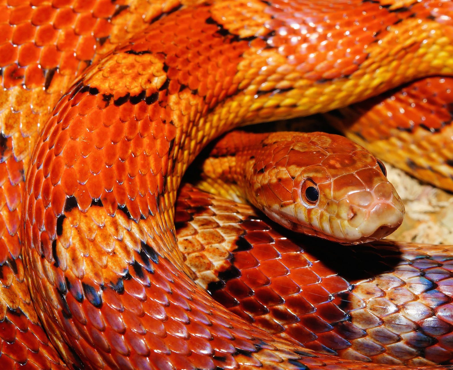 Do you know your snakes?