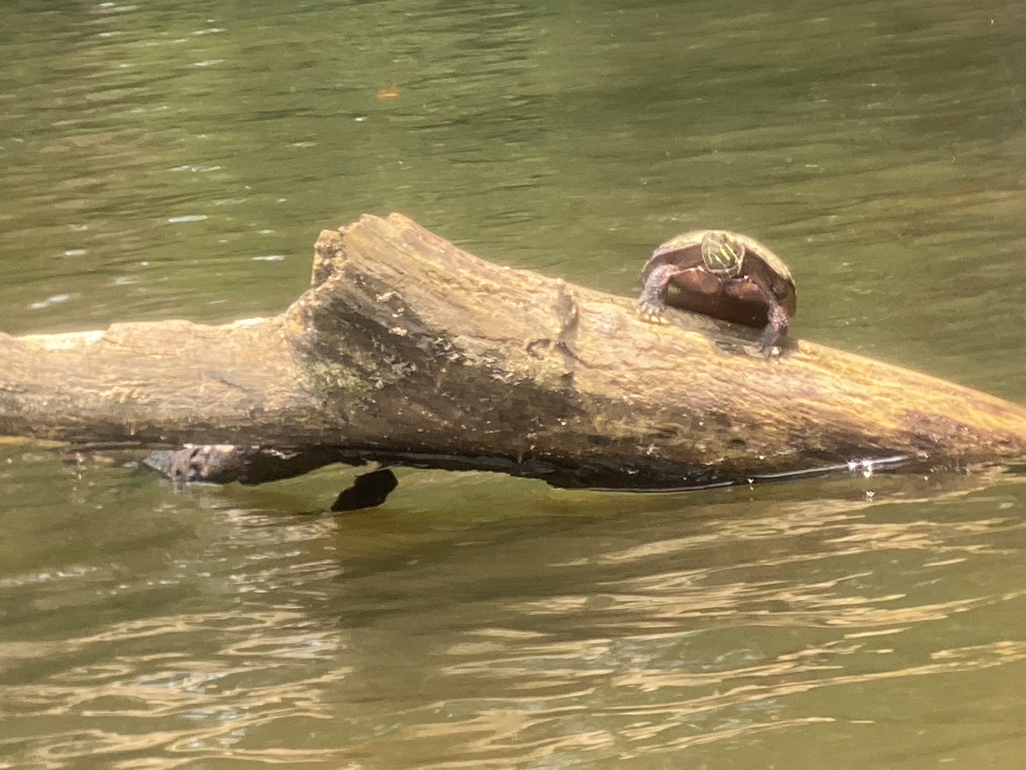 Protected: Liam Countdown: Lake Johnson, Raleigh Parks.