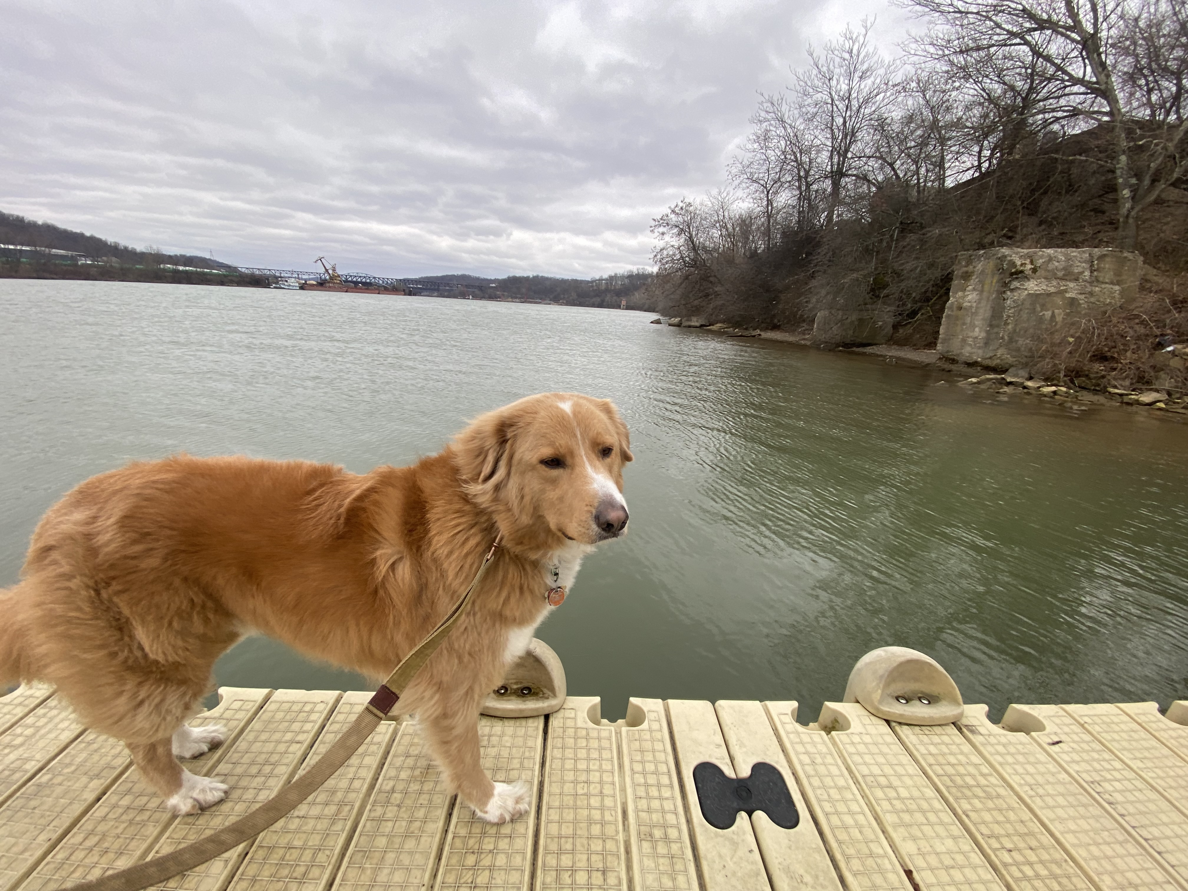 Lazy days and learning from my dogs.