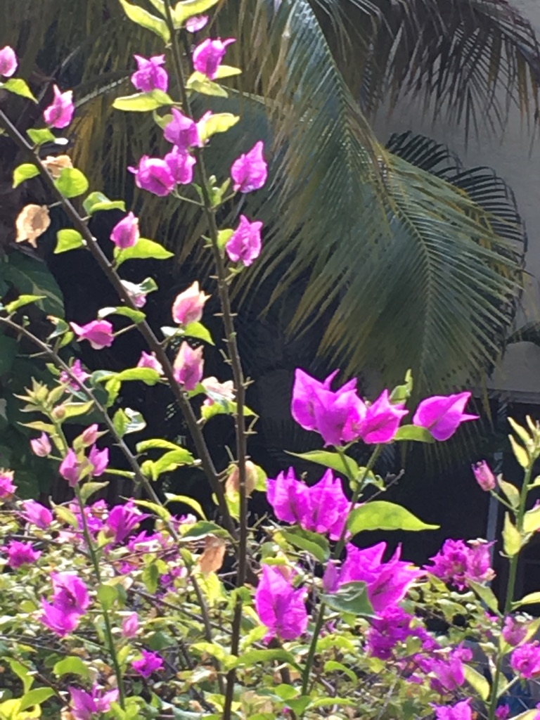 Allergies, Cold, Flu, Covid